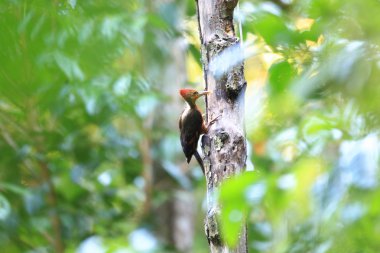 Turuncu sırtlı ağaçkakan (Reinwardtipicus validus) Malezya