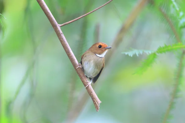 Flycatcher rufous-browed (Anthipes solitari) na Malásia — Fotografia de Stock