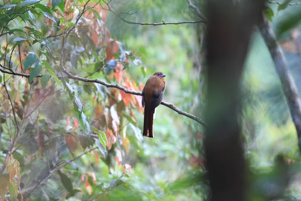 赤毛キヌバネドリ目 (アジアキヌバネドリ属 erythrocephalus) — ストック写真