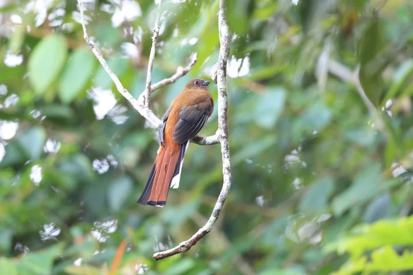 赤毛キヌバネドリ目 (アジアキヌバネドリ属 erythrocephalus) — ストック写真