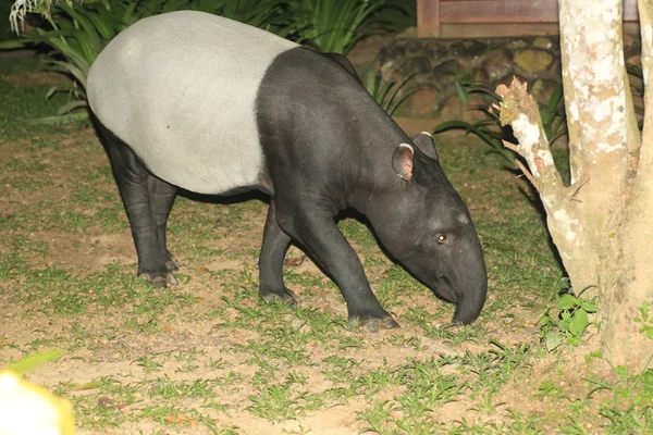 Aziatische tapir of Maleise tapir (tapirus indicus) in Maleisië — Stockfoto
