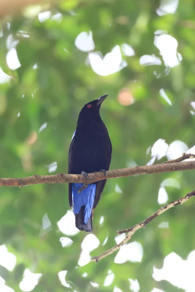 Blue bird, Asian Fairy Bluebird (Irena puella), back profile — Stock Photo, Image