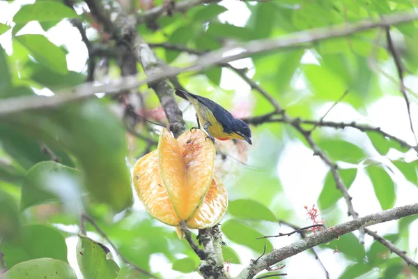 Багрово-грудый цветочный дятел (Prionochilus percussus) ест плоды дерева — стоковое фото