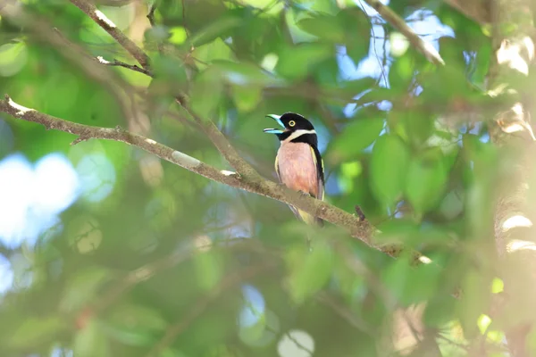 말레이시아에서 블랙 옐로우 Broadbill (Eurylaimus ochromalus) — 스톡 사진