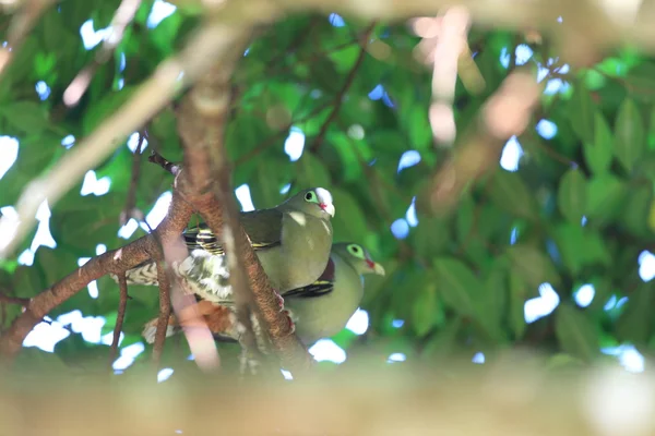 Pombo-verde de bico grosso (Treron curvirostra ) — Fotografia de Stock