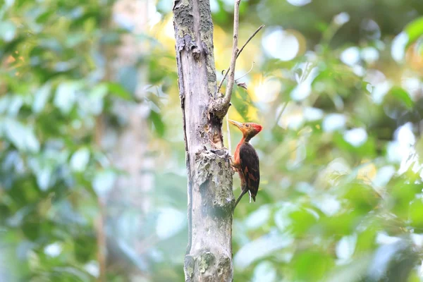 Orangenrückenspecht (reinwardtipicus validus) in Malaysia — Stockfoto