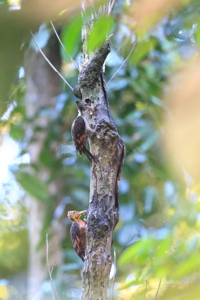 Orange-backed Woodpecker (Reinwardtipicus validus) i Malaysia — Stockfoto