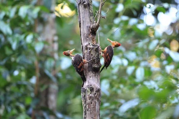 Orange-backed Woodpecker (Reinwardtipicus validus) in Malaysia — Stock Photo, Image