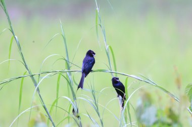 daha fazla gürültü kuyruklu çaylak herif