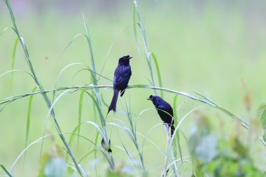 daha fazla gürültü kuyruklu çaylak herif