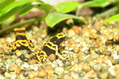 Zehirli kurbağa sarı başlı veya sarı bantlı zehirli ok kurbağası (Dendrobates leucomelas) Güney Amerika