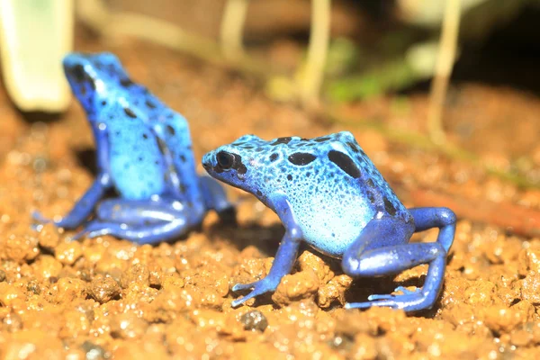 Blue Dart pijlgifkikkers (Dendrobates azureus) in Republiek Suriname — Stockfoto