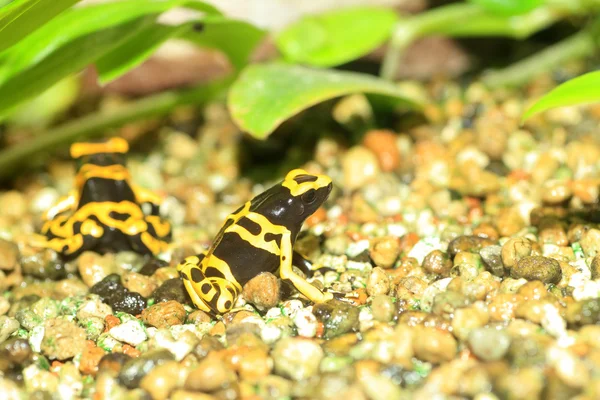Rana venenosa de cabeza amarilla o rana venenosa de dardo de banda amarilla (Dendrobates leucomelas) en América del Sur —  Fotos de Stock