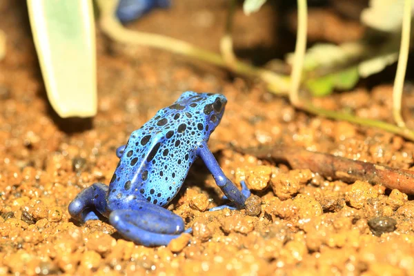 Blue Poison Dart Frog (Dendrobates azureus) in Republiek Suriname — Stock Photo, Image