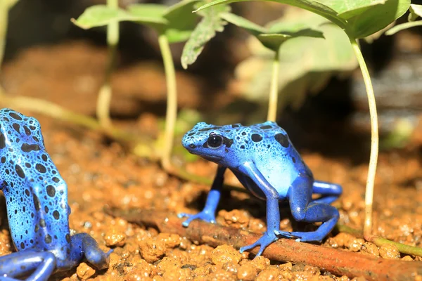 Синій отрута дартс жаба (Dendrobates azureus) в Republiek Суринам — стокове фото