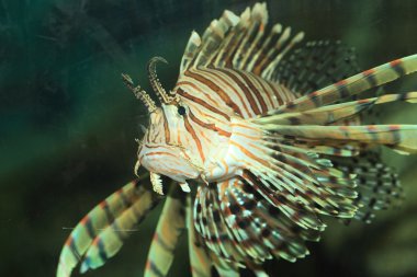 Japonya'da Luna lionfish (Pterois lunulata)