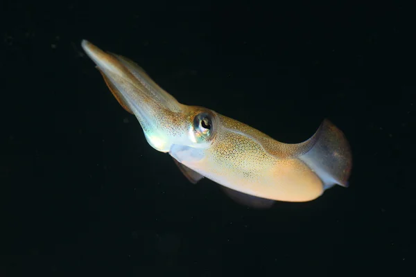 Flying squid (Ommastrephes bartrami) in Japan — Stock Photo, Image