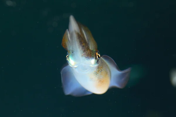 Fliegender Tintenfisch (ommastrephes bartrami) in japan — Stockfoto