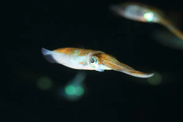 Flygande bläckfisk (Ommastrephes bartrami) i Japan — Stockfoto