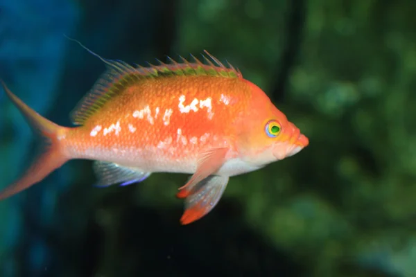 Cherry basslet (Sacura margaritacea) in japan — Stock Photo, Image