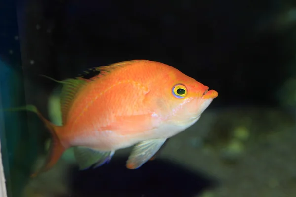 Basse cerise (Sacura margaritacea) au Japon — Photo