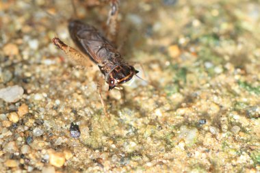 loxoblemmus doenitzi kriket Japonya