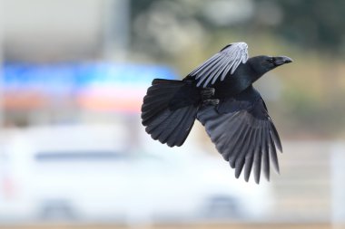 Large-billed Crow (Corvus macrorhynchos) in Japan stock vector