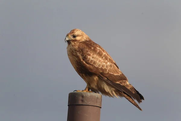 Common Buzzard (Buteo buteo japonicus) in Japan — Stock Photo, Image