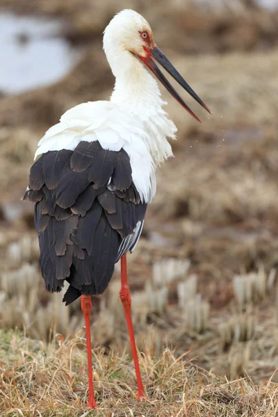 Oriental Stork (Ciconia boyciana) in Japan — Stock Photo, Image