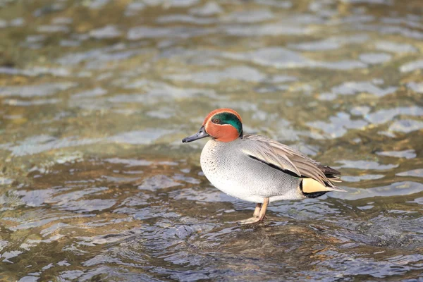 Common Teal or Eurasian Teal (Anas crecca) in Japan — Stock Photo, Image