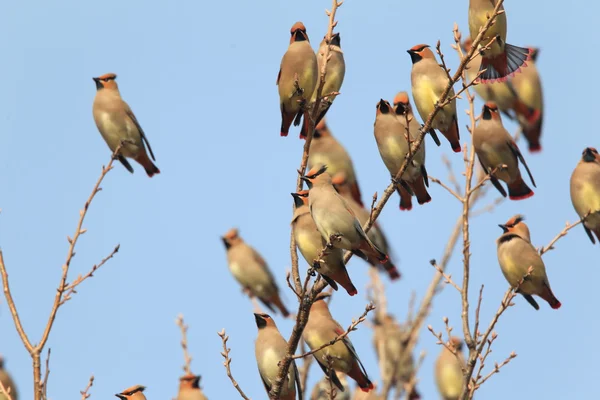 Cera giapponese (Bombycilla japonica) in Giappone — Foto Stock