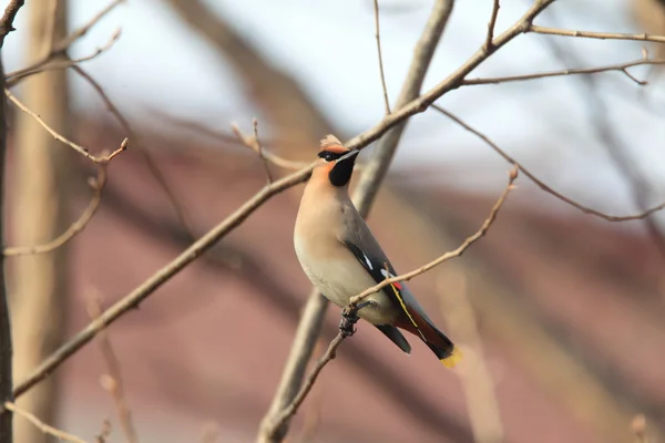 Boheemse Pestvogels (Bombycilla garrulus) in Japan — Stockfoto