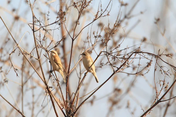 Pendulina china Tit (Remiz consobrinus) en Japón — Foto de Stock