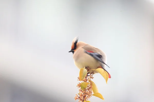 Japanese Waxwing (Bombycilla japonica) in Japan — Stock Photo, Image