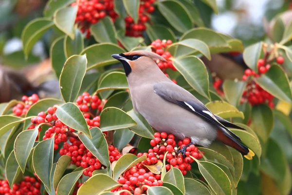 Bohemian Waxwing (Bombycilla garrulus ) in Japan — Stock Photo, Image