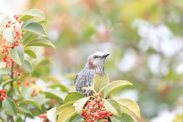 Bulbul dalle orecchie marroni (Hypsipetes amaurotis) in Giappone — Foto Stock