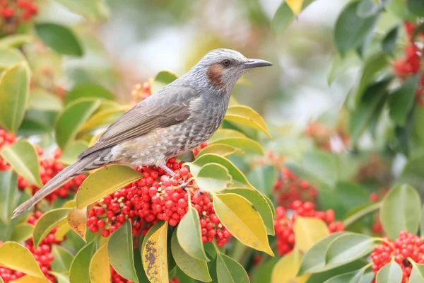 브라운 귀 부 루 부 루 (Hypsipetes amaurotis) 일본에서 — 스톡 사진