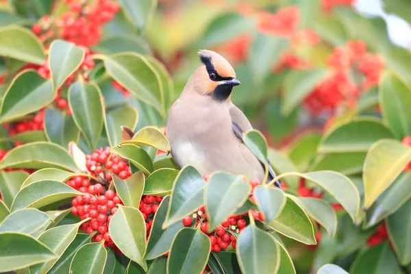 Japonské Waxwing (Bombycilla japonica) v Japonsku — Stock fotografie