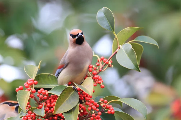 Japanese Waxwing (Bombycilla japonica) in Japan — Stock Photo, Image