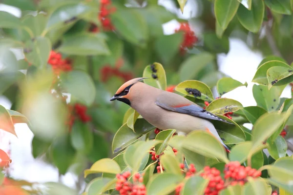 Japanse pestvogel (Bombycilla japonica) in Japan — Stockfoto