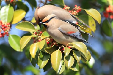 Japonya'da Japon İpekkuyruk (Bombycilla japonica)