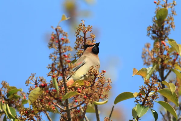 Cera giapponese (Bombycilla japonica) in Giappone — Foto Stock