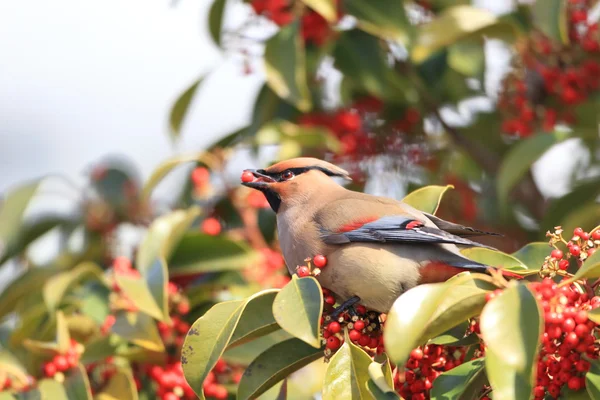 Japanse pestvogel (Bombycilla japonica) in Japan — Stockfoto