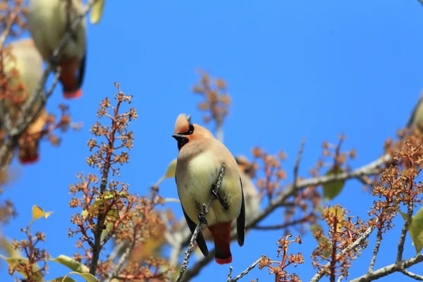 Japanese Waxwing (Bombycilla japonica) in Japan — Stock Photo, Image
