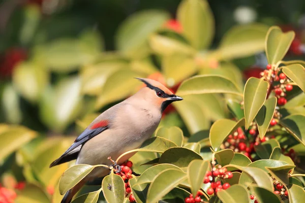 Japonské Waxwing (Bombycilla japonica) v Japonsku — Stock fotografie