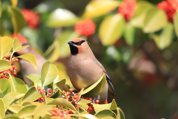 Japanse pestvogel (Bombycilla japonica) in Japan — Stockfoto