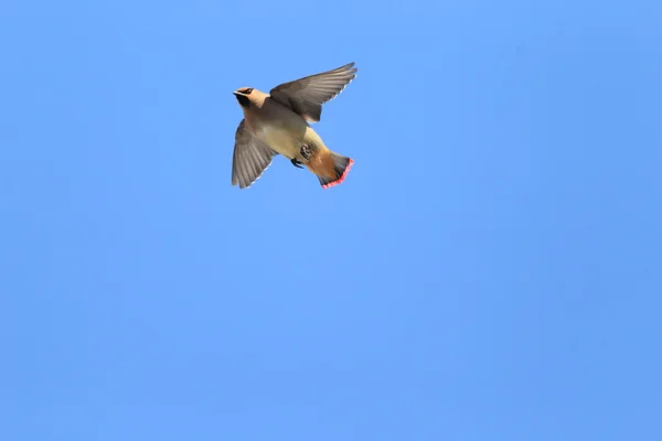 Cera japonesa (Bombycilla japonica) no Japão — Fotografia de Stock