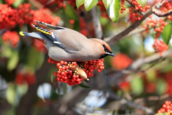 Cera Boema (Bombycilla garrulus) in Giappone — Foto Stock