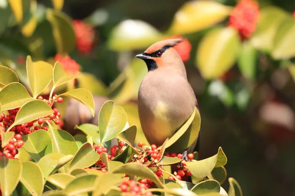 Japanse pestvogel (Bombycilla japonica) in Japan — Stockfoto