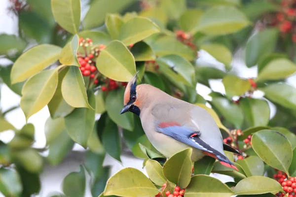 Japanse pestvogel (Bombycilla japonica) in Japan — Stockfoto